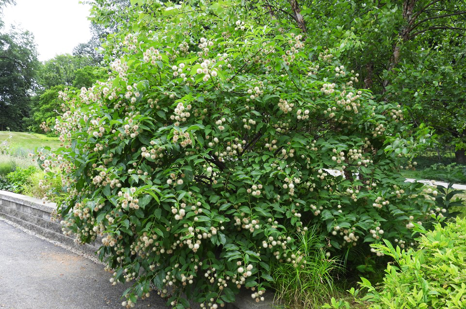 Button bush - a tall, full shrub with small flowers
