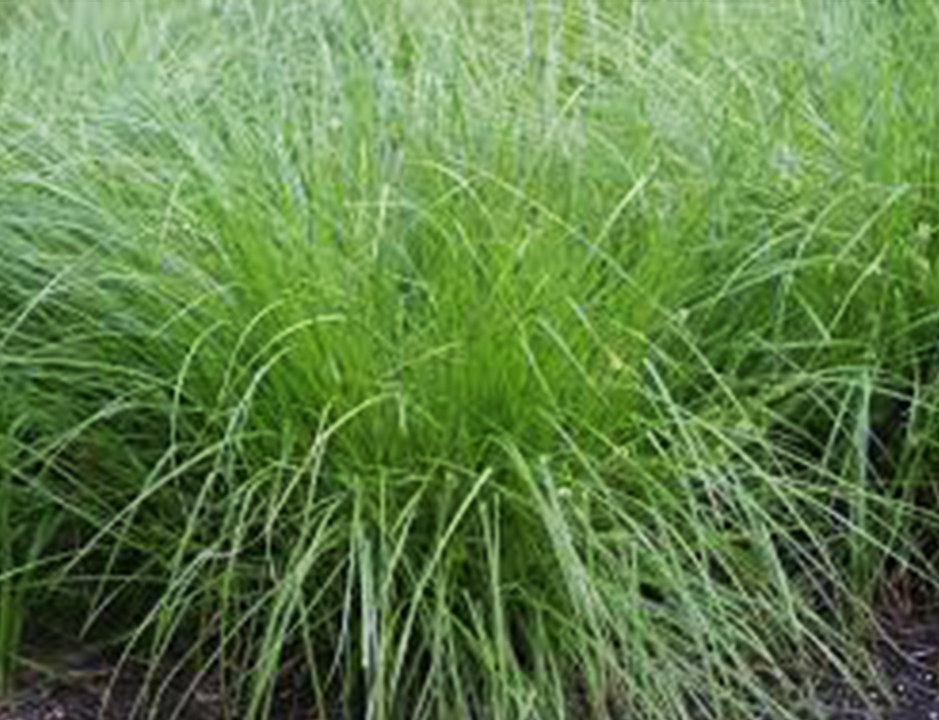 Fox sedge - thinner, weeping tall grass